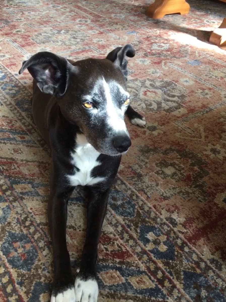 Oldncgal's tweet photo. Itโs our birthday! Itโs Dogust 1! We are 11 and have been with our humom for 10 years. Wow time flies! #dogsoftwitter #birthdaydogs https://t.co/g5106hVCEM