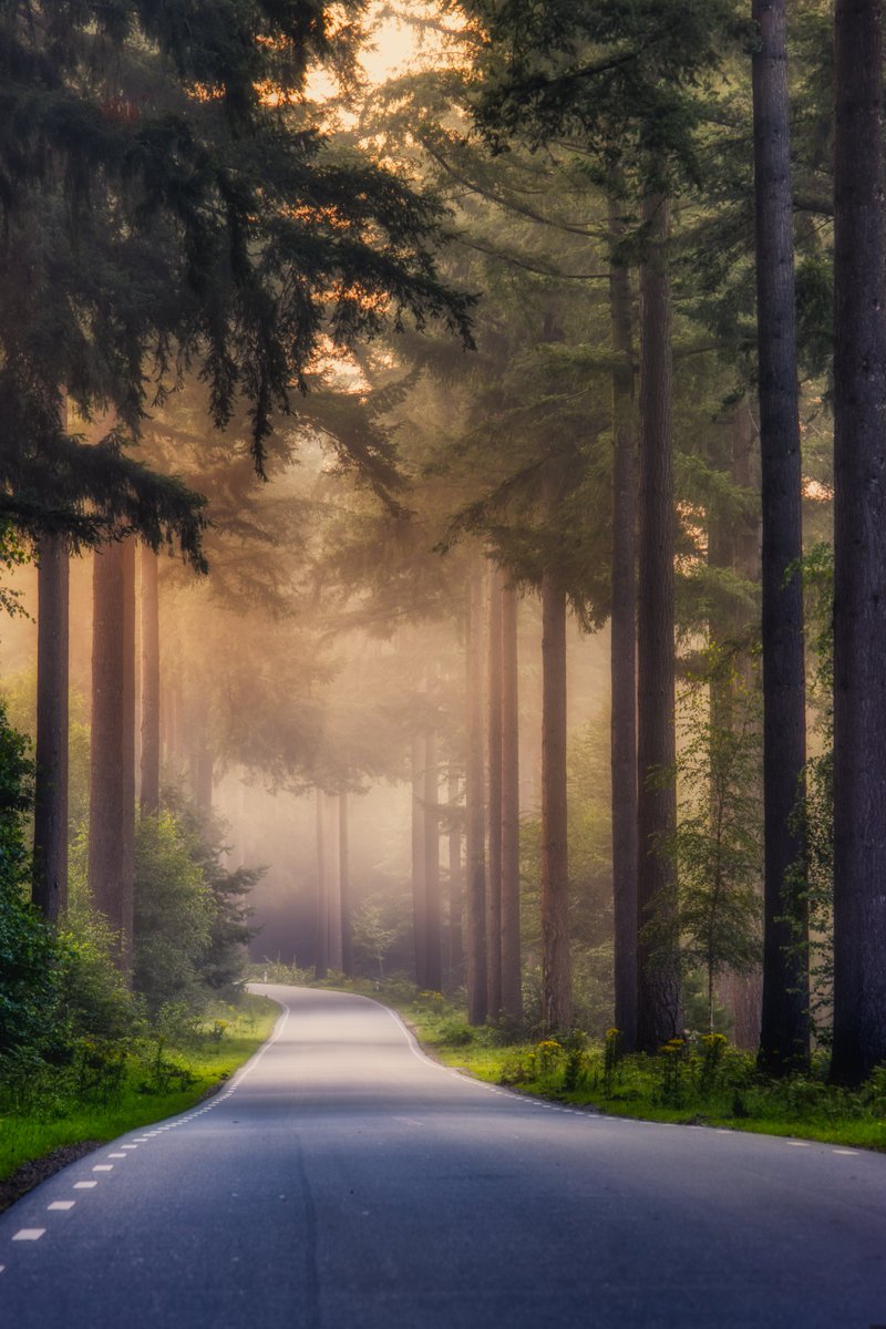 jaimyrl's tweet photo. Check my photograph from a misty Speulderforest in the Netherlands @opensea 
https://t.co/1boEkwOCKU 
#NFT #NEW #BUYNFT #Netherlands #SunriseNFT #opensea https://t.co/qVvmZcIufz