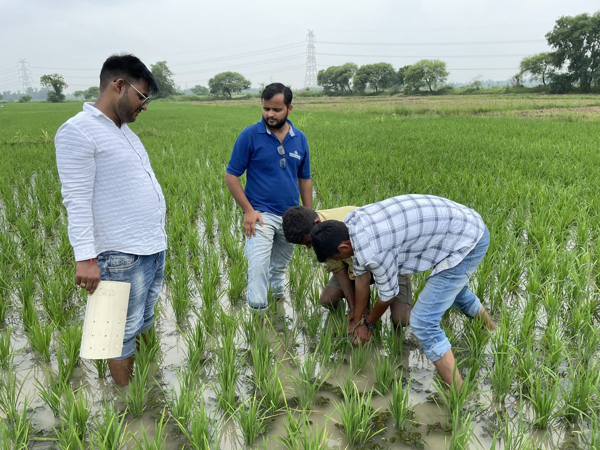 msahoo626's tweet photo. Rice wheat crop manager A web-based platform for field-specific information on crop and nutrient management to increase yields and income of rice farmers &amp; Alternate Wetting and Drying (AWD) is a water-saving technology.
@Akm_irri @sheetal_irri @bhartipreeti26 
#up #farmers https://t.co/EpqnXx6o2Y