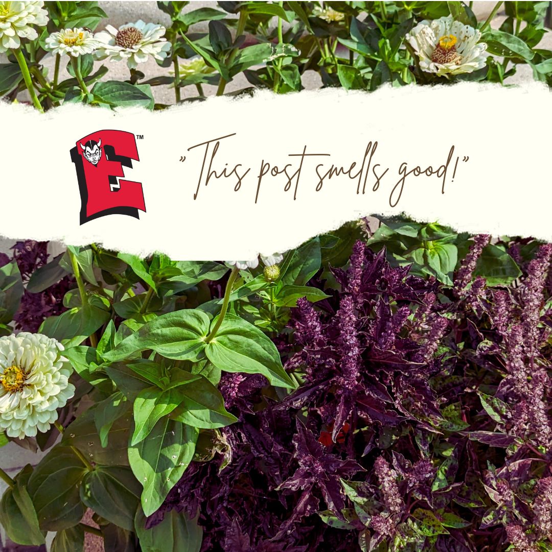 greenbayschools's tweet image. Flower planters were seeded &amp;amp; transplanted by the Green Bay East High School Agriscience Landscape Management classes in May. Now we're seeing things in full bloom! Basil 'Purple Ruffle'(the purple flower) smells sweet and bees love it. 
🐝🐝🐝 
#GBAPSProud #CommunityReady