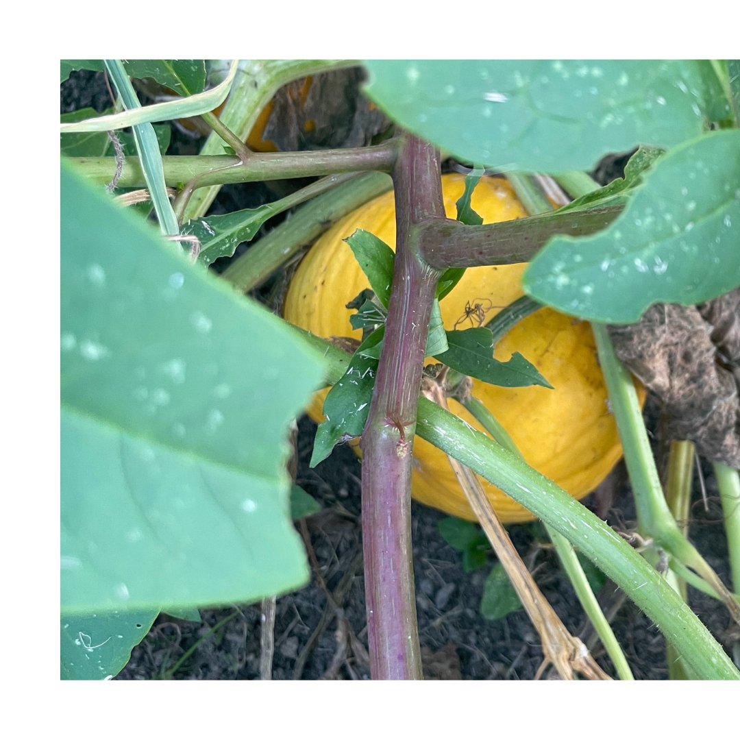 NCAgriculture's tweet photo. Pumpkins are in the ground across many farms in NC! Pumpkins are typically planted in July. It may be almost 100 degrees now but we cannot wait for tasty pumpkin treats like pumpkin pie and pumpkin twists, found in the Got to Be NC Cookbook! #NCGrown #NCPumpkins #NCAgriculture https://t.co/lnwfDmlqfp