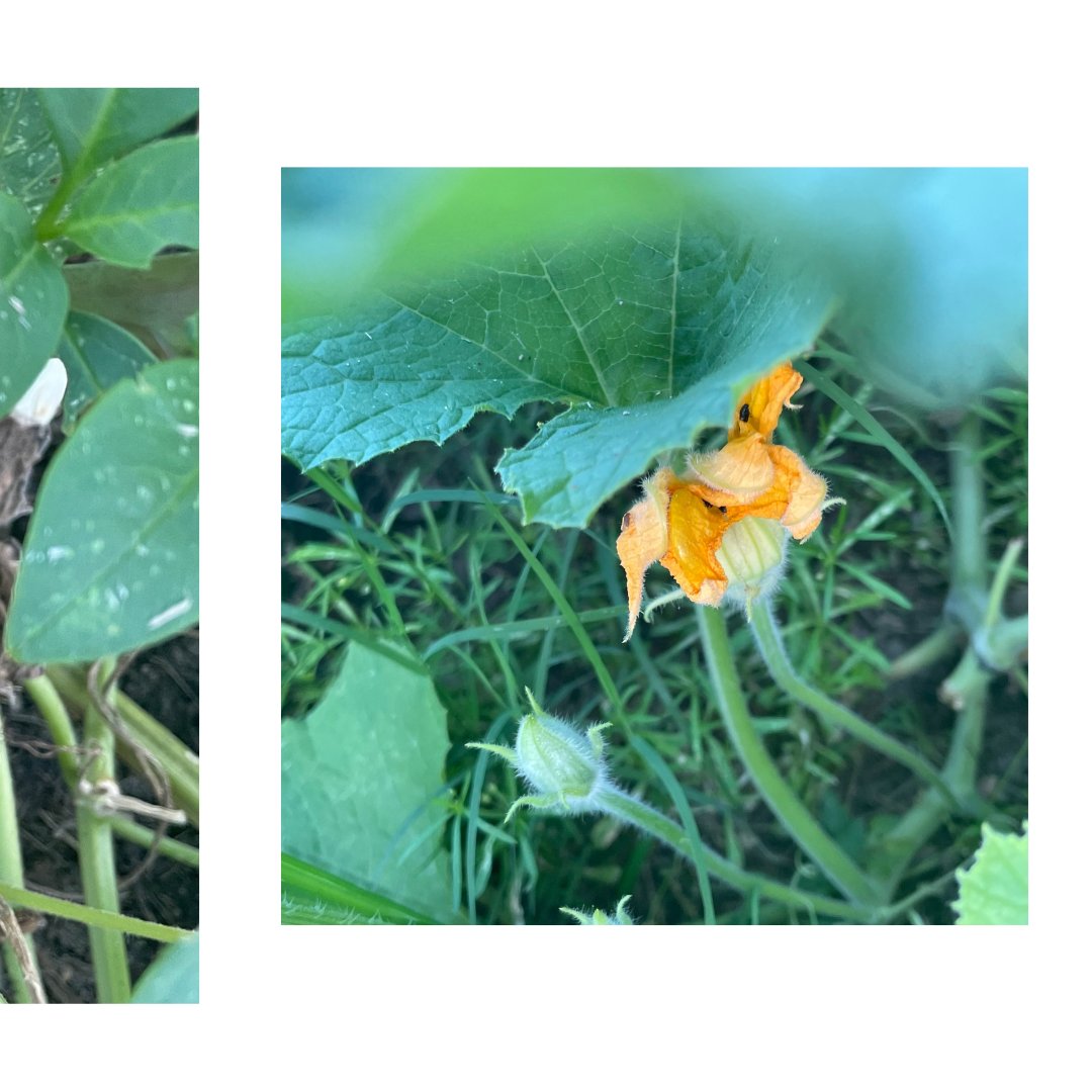 NCAgriculture's tweet photo. Pumpkins are in the ground across many farms in NC! Pumpkins are typically planted in July. It may be almost 100 degrees now but we cannot wait for tasty pumpkin treats like pumpkin pie and pumpkin twists, found in the Got to Be NC Cookbook! #NCGrown #NCPumpkins #NCAgriculture https://t.co/lnwfDmlqfp