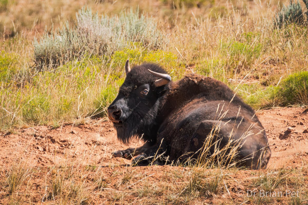Dr_Brian_Pet's tweet photo. Drive-by shot of a #bison
I took a page from the
Dan Kinghorn playbook
and buckled the #camera
into the seat next to me
and drove my truck
into the
#Thermopolis Buffalo Pasture
inside the Hot Springs Park
I photographed through the
open window
#NaturePhotography #Wyoming https://t.co/5afsSok2uz