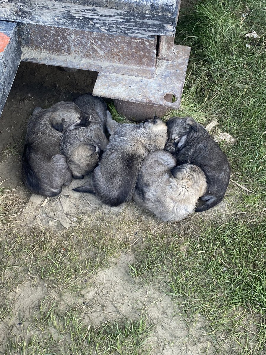 Приехал на работу, а тут такие красавчики.😀