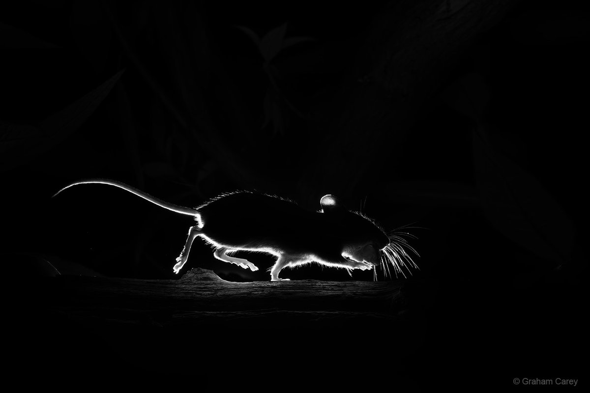 GrahamsPics's tweet image. Something a little different from last night in our Chertsey Garden - back lit Yellow-necked Mice.