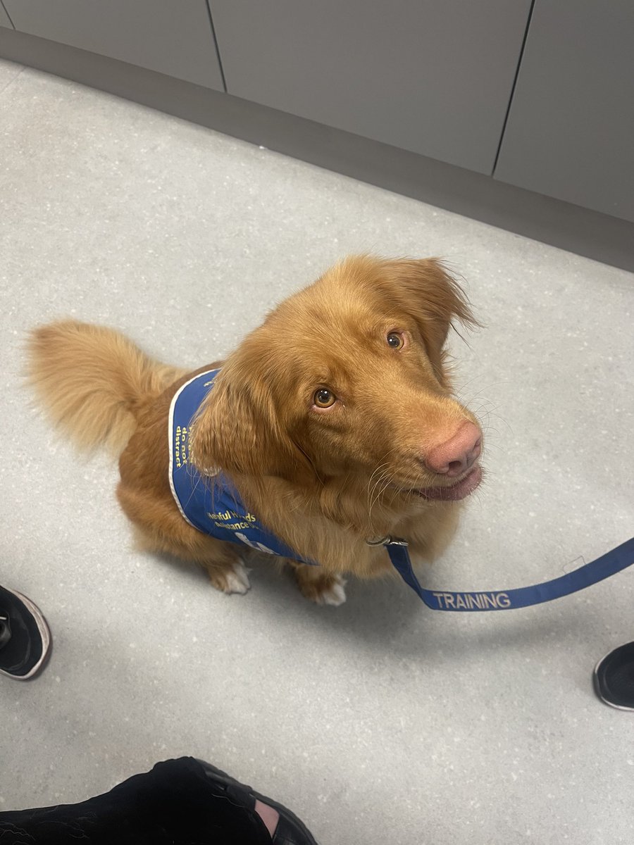 Not your usual morning in the office… not that I’m complaining - as you can see I was thrilled to have some furry cuddles🐾 

Helpful Hounds are a great charity and it was lovely to hear about all of the young lives they are changing helpfulhounds.org.uk