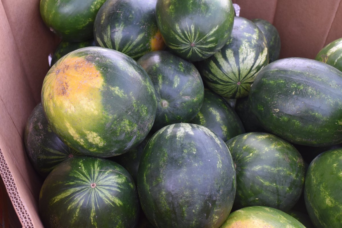 PAAgriculture's tweet photo. August is #PAProduceMonth! This is the perfect time to celebrate fresh produce grown around the Commonwealth as over 30 different fruits and vegetables are in season this month.
What’s in season this August: https://t.co/79uQEJGLe3 https://t.co/JuuJlzn7Fl