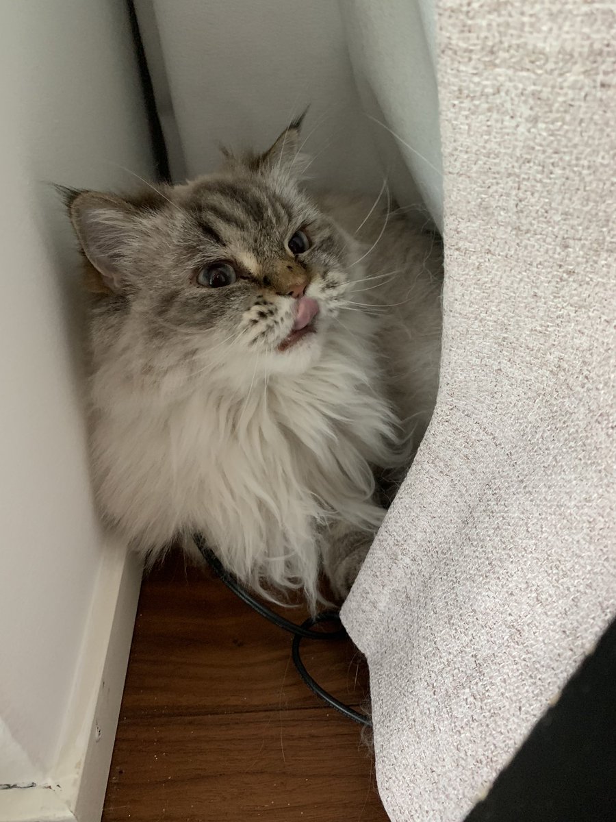 fluffy_potichat's tweet image. Blep