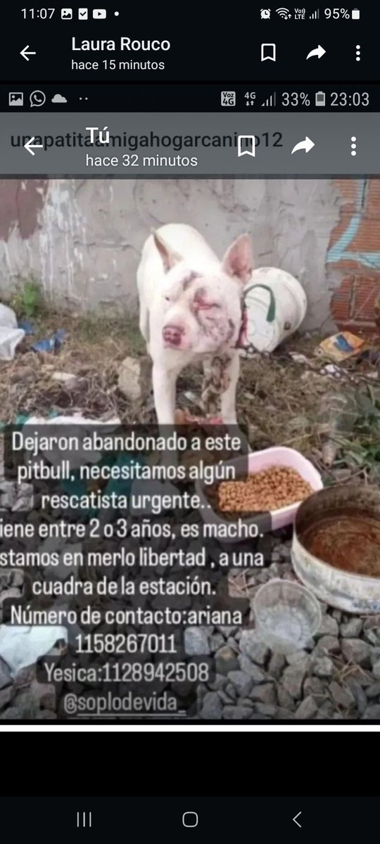RaquelMait's tweet photo. Este perrito sigue necesitando ayuda x favor. https://t.co/iInuEQdQ9J