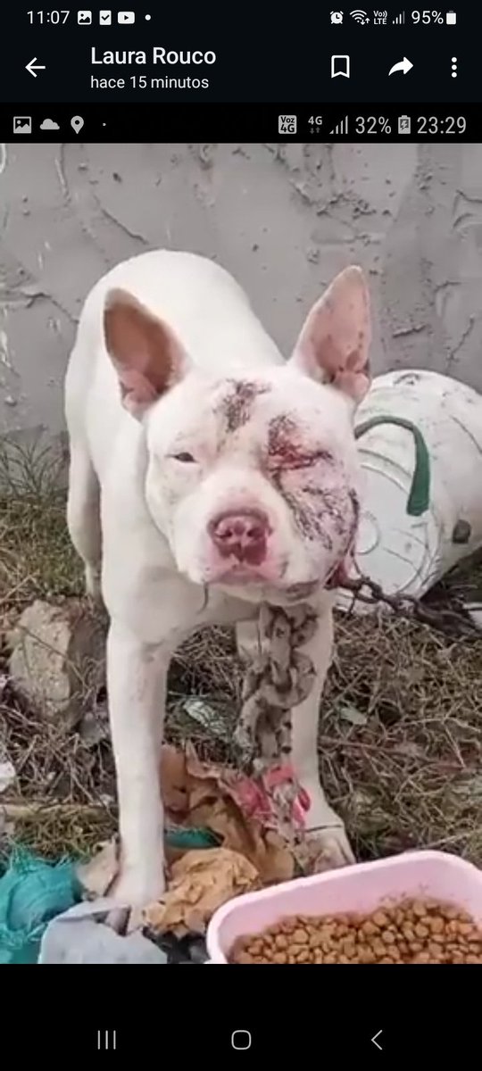 RaquelMait's tweet photo. Este perrito sigue necesitando ayuda x favor. https://t.co/iInuEQdQ9J