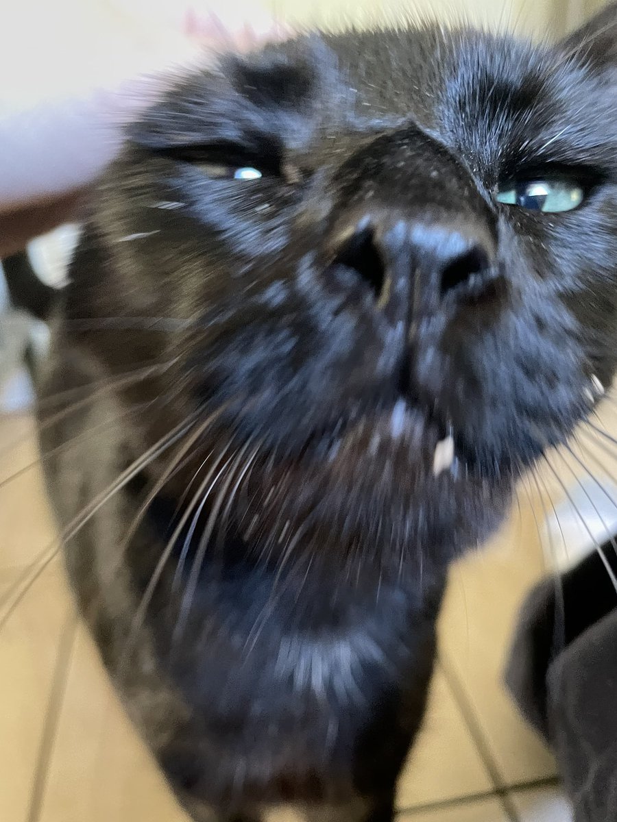feederofcats's tweet photo. I miss your messy face and cleaning up after you made a 2 foot radius mess at every meal. best boy. I was so lucky. https://t.co/IkfklGT4r4