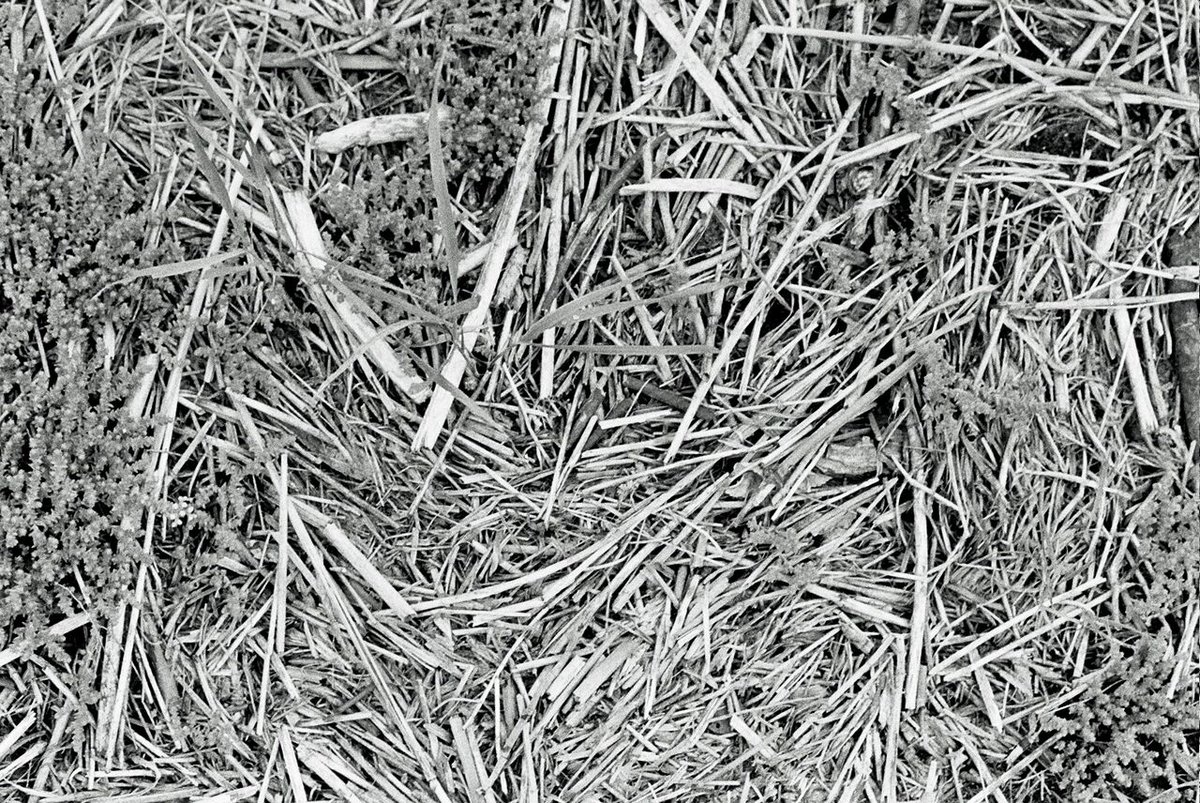 _foam's tweet photo. Fallowing as a regenerative practice, of benefit to fields, bodies and networks.
#fallowing #fallow #doingnothing #sabbatical #transiency
https://t.co/IVRuNeOwu4 https://t.co/YUy4LspleE