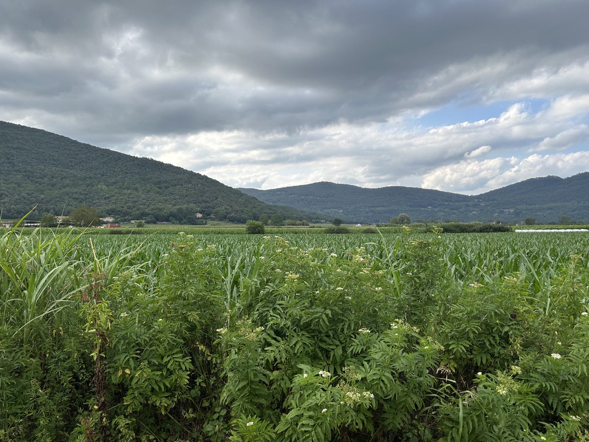 tfreixest@gmail.com tweet media