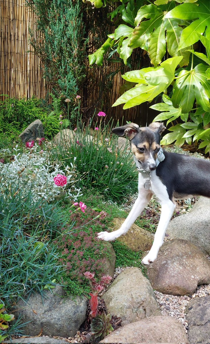 andisheffer's tweet photo. Chilling out in the garden, Ezra thinks my footstool makes a good bed! @elizaelizauk spot the very fashionable V scrunchie, turned puppy bandana! 💞  @VulvalCancerUK @eveappeal #wearyourcause #puppypower #papihound #puppylife https://t.co/KYTmJl0AUH