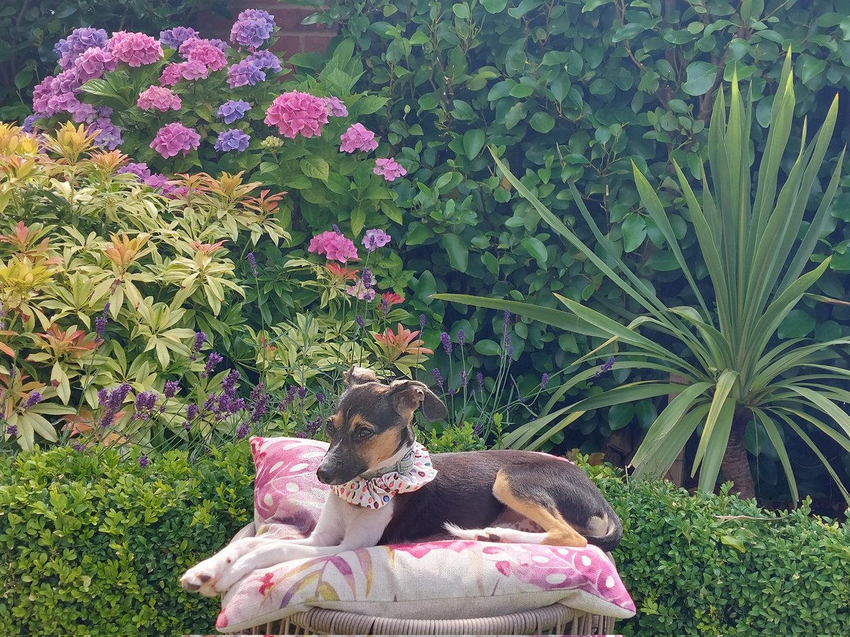 andisheffer's tweet photo. Chilling out in the garden, Ezra thinks my footstool makes a good bed! @elizaelizauk spot the very fashionable V scrunchie, turned puppy bandana! 💞  @VulvalCancerUK @eveappeal #wearyourcause #puppypower #papihound #puppylife https://t.co/KYTmJl0AUH