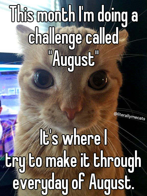 LiterallyMeCats (@literallymecats) on Twitter photo 