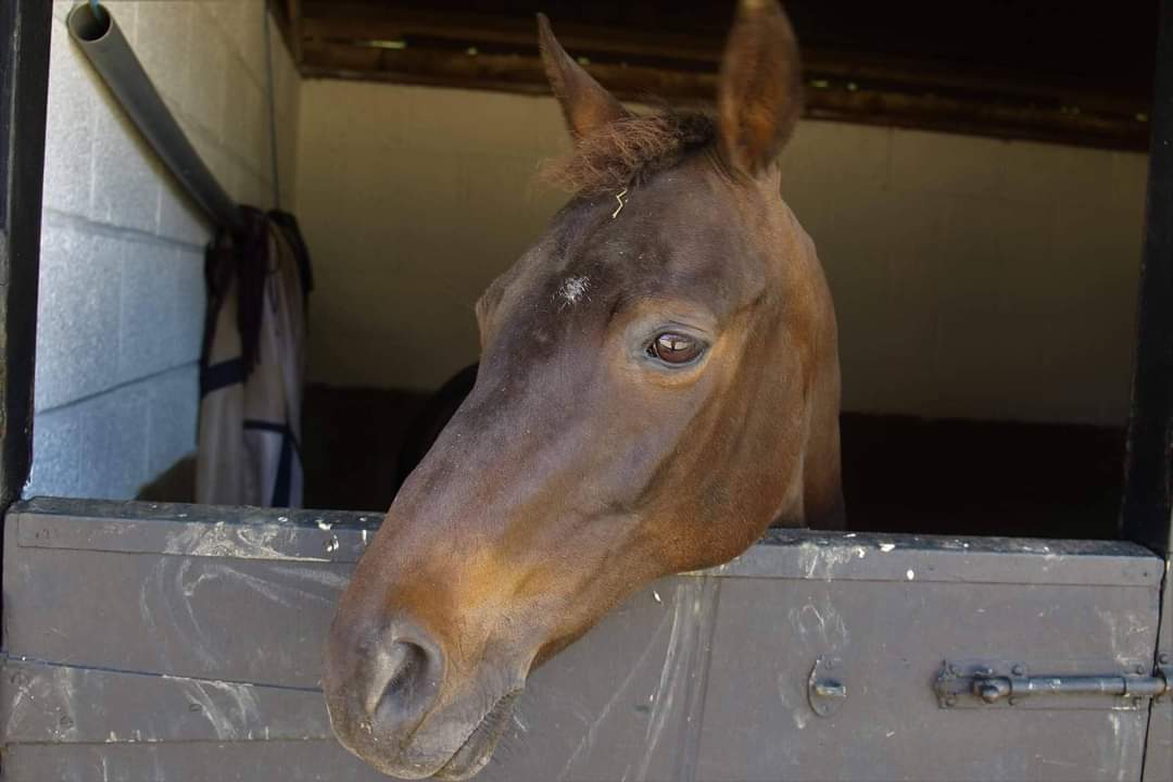 RuralCrimeTeam's tweet photo. #LatestNews - Arrest following theft of horse trailer.

Following information received from @gwentpolice we have arrested a man in #Wareham for the theft of a horse trailer in Gwent. More details below. #PC350 #SC3069 #SC3016 @DorsetSpecials

https://t.co/cKwgMiVdAg https://t.co/K1BtgT8pXg