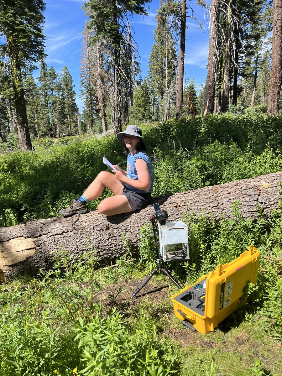 ferrisifolius's tweet photo. Having such a fabulous time with the Ferris lab #fieldteam out in Yosemite this week!!! What an amazing group of people/scientists!!!! So proud of all they’re accomplishing this season.
#Mimuluspropaganda @roamingendemic @JujSullivan https://t.co/oGdynO6cMZ