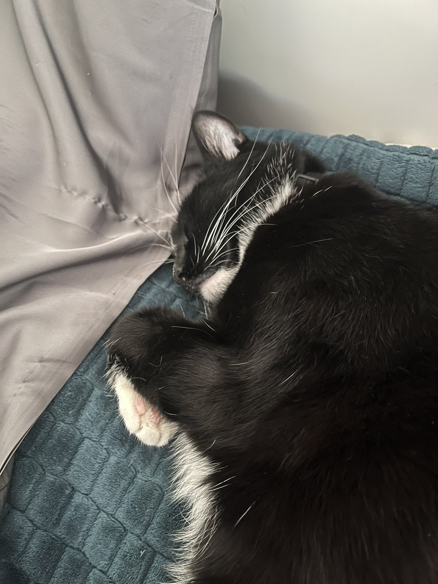 happy tuesday! but be quiet 🤫 lucy is still resting 💤