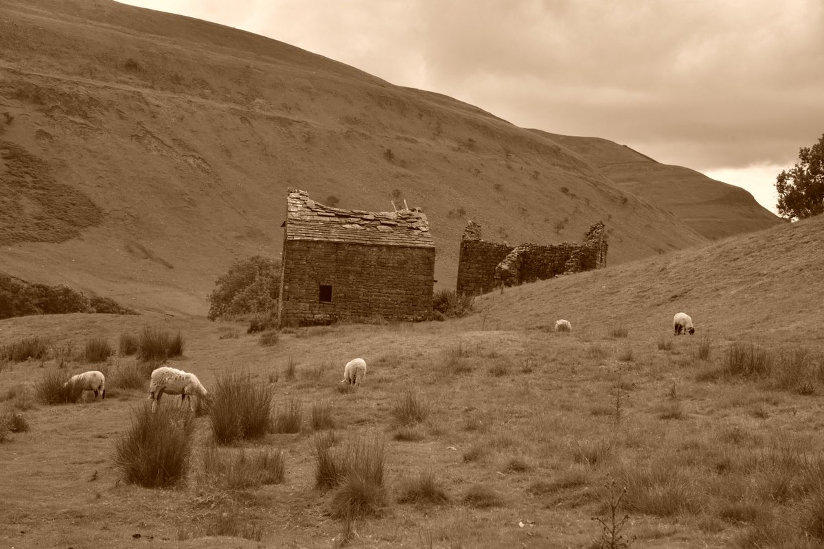 jillsett's tweet photo. Happy Yorkshire Day
#sepia #thephotohour #the dales #sheep #nature #swaledale #landscapephotography #ruralview https://t.co/wNgxRKl3ZE