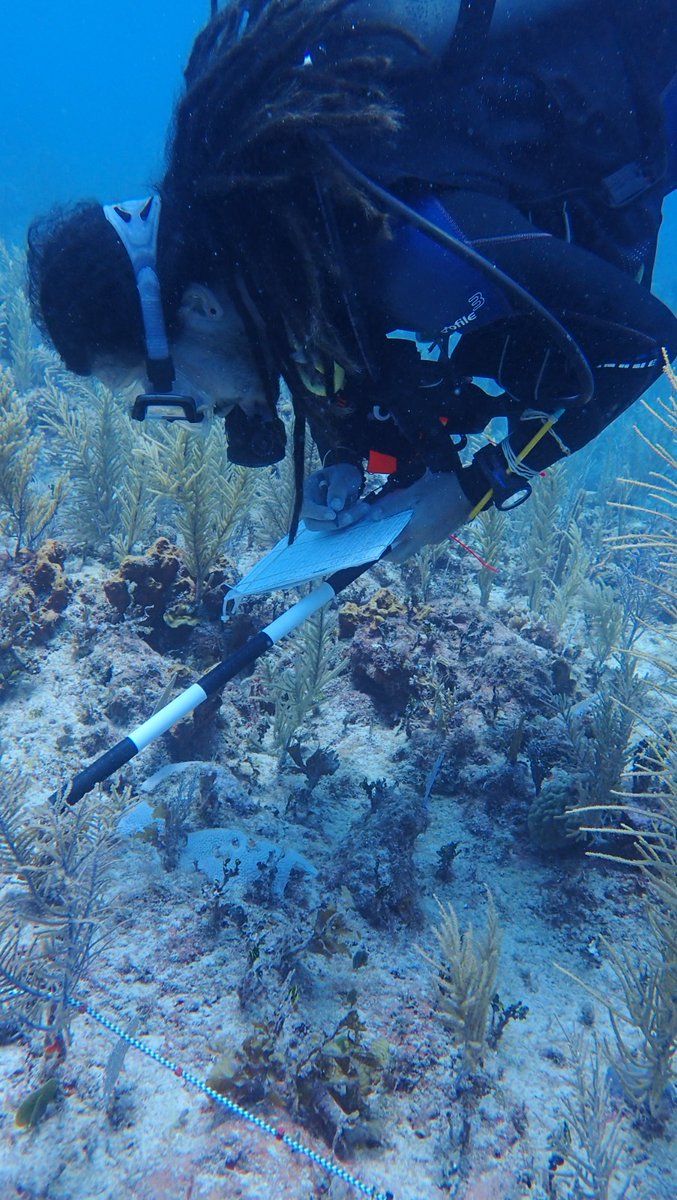 IBANQROO tweet media