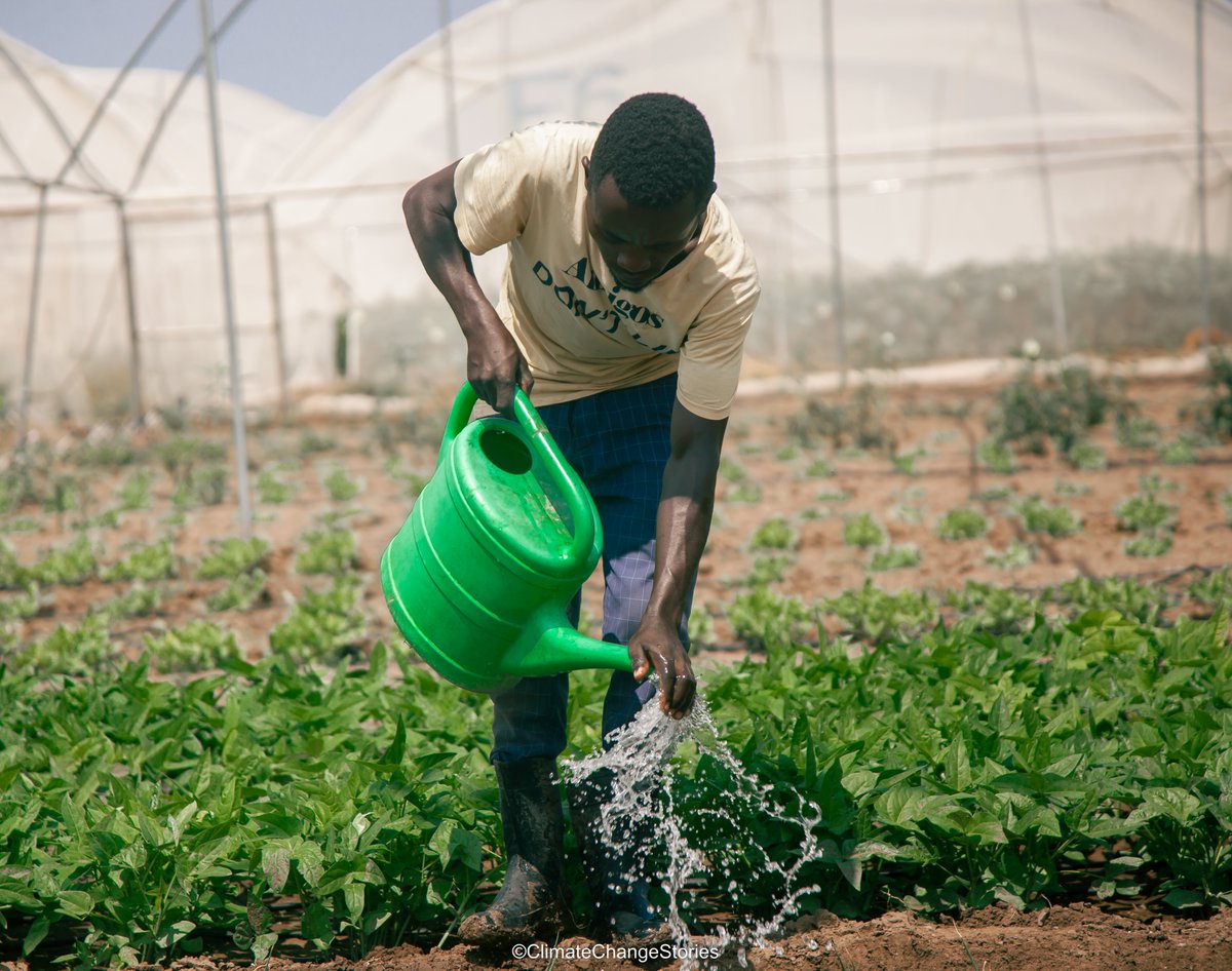 climateonlense's tweet photo. Agriculture in dry land is possible as shown by farmers in Kalobeyei proving that with the right knowledge and techniques, they can cultivate abundance even in the harshest of environment. Here we bring climate actors in Turkana closer to your screen
@TurkanaCountyKE 
@kkcfkenya https://t.co/qTJHJiK89I
