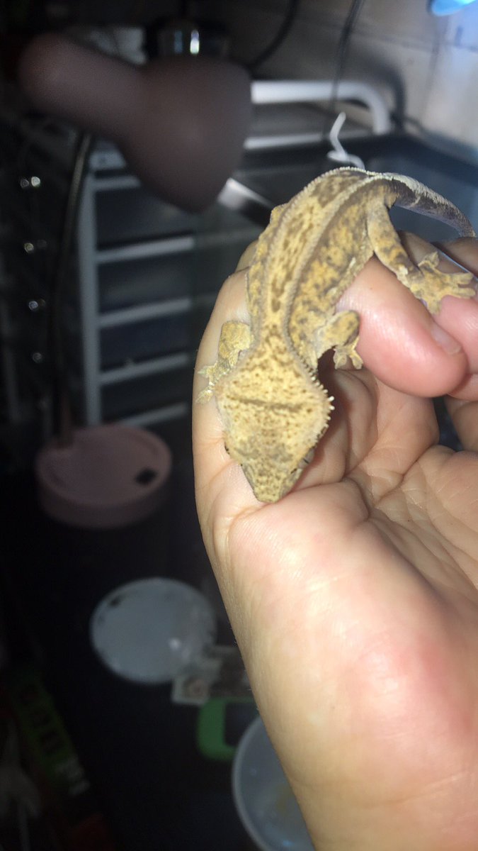 #MutantFam I GOT AN ERNIE!!! 

He’s a crested gecko, not a beardie, but he’s adorable!