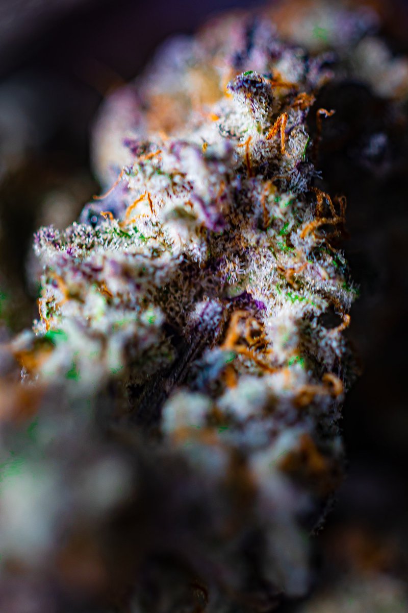DUNKonDUNKS's tweet photo. If u like #weed you’ll like these shots I took recently!!!! #bud #weedphotography @CanonUSA #canonR3 #macro #macrophotography #macroweed https://t.co/Cdhzvnpyjs