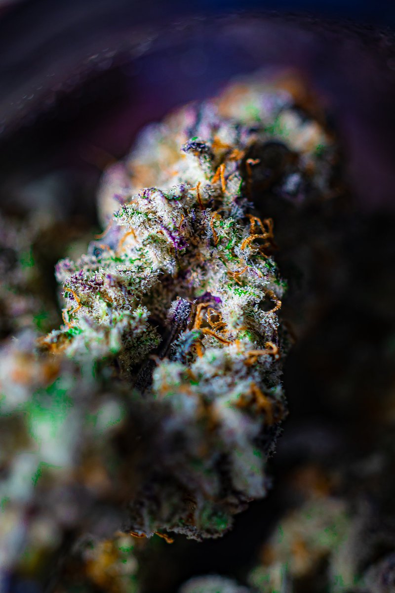 DUNKonDUNKS's tweet photo. If u like #weed you’ll like these shots I took recently!!!! #bud #weedphotography @CanonUSA #canonR3 #macro #macrophotography #macroweed https://t.co/Cdhzvnpyjs