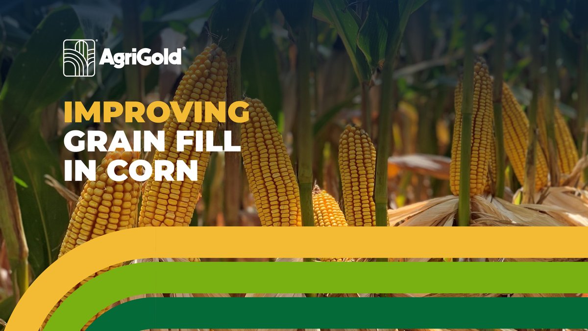 AgriGold's tweet photo. π½ Unlock secrets to better grain fill in corn! Discover the latest techniques and tips for maximum yield in our latest blog! #ChooseAgriGold #TheOnlyChoice #SeedandService https://t.co/GG52CVFDdO https://t.co/SuZlhb4hGA