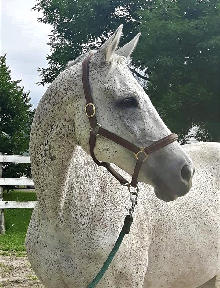 AfterFinishLine's tweet photo. August Monthly Grant #1 Transitions Thoroughbreds-Canada. $3,875 for vaccines, dental, farrier trims & wormers for their 13 American bred &/or raced horses. #KYbred, #FLbred, #NJbred #ONbred. All live in sanctuary, btwn 18-22 years old, saved from kill buyers. Earned $6400-$113K. https://t.co/uv0WsGRCdX