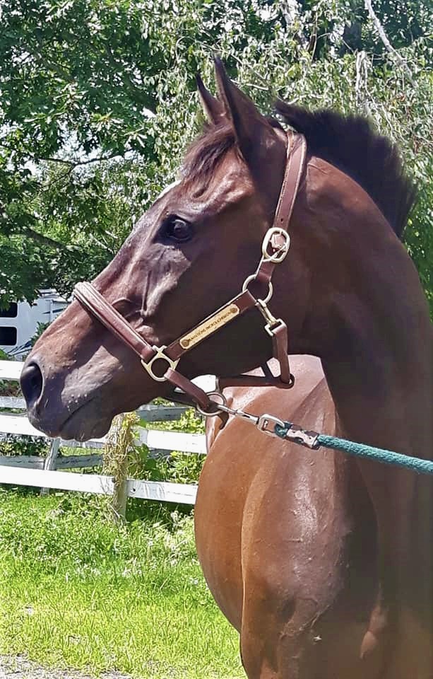 AfterFinishLine's tweet photo. August Monthly Grant #1 Transitions Thoroughbreds-Canada. $3,875 for vaccines, dental, farrier trims & wormers for their 13 American bred &/or raced horses. #KYbred, #FLbred, #NJbred #ONbred. All live in sanctuary, btwn 18-22 years old, saved from kill buyers. Earned $6400-$113K. https://t.co/uv0WsGRCdX