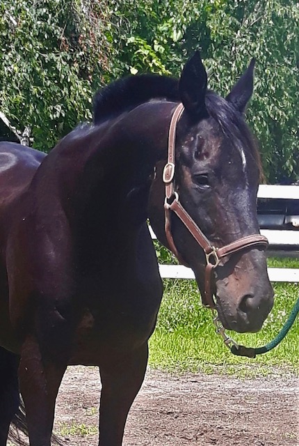 AfterFinishLine's tweet photo. August Monthly Grant #1 Transitions Thoroughbreds-Canada. $3,875 for vaccines, dental, farrier trims & wormers for their 13 American bred &/or raced horses. #KYbred, #FLbred, #NJbred #ONbred. All live in sanctuary, btwn 18-22 years old, saved from kill buyers. Earned $6400-$113K. https://t.co/uv0WsGRCdX