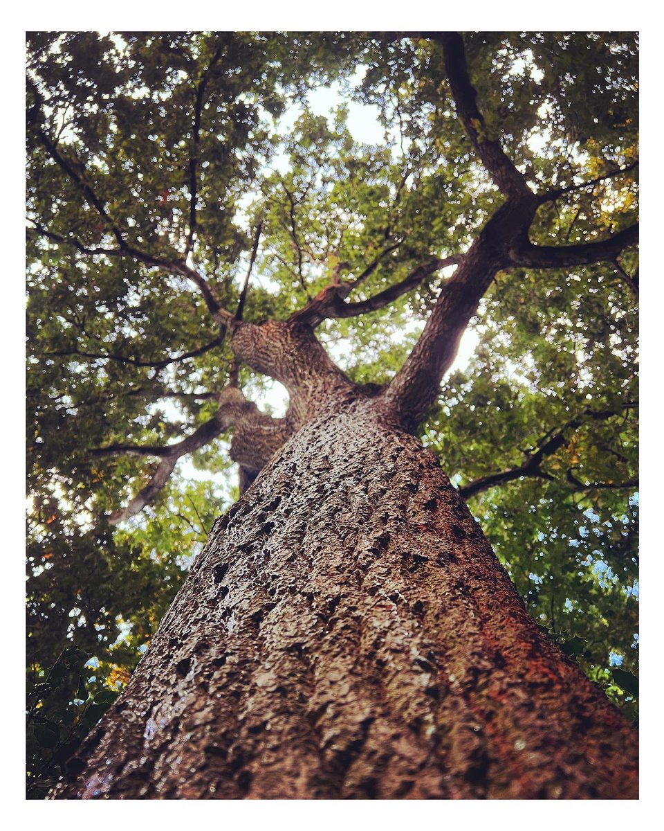 I find great solace in nature and this is my oldest friend.

#oak #oaktree #oaktrees #quercus #richmond #richmonduponthames #photograghy #photographers #nature
#naturephotograhpy