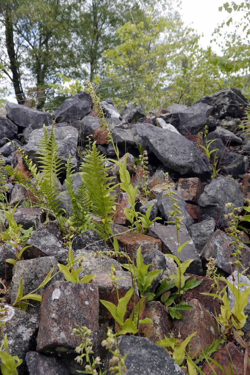 Now that is what I call a rock garden. BLH at Minera @dunnjons @smurfett722 @thenewgalaxy @jml2665 @chrishindle @duncan_dine @botany_beck @ukorchids