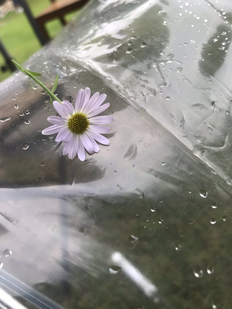 flower444_'s tweet photo. https://t.co/fVZQTiil4k