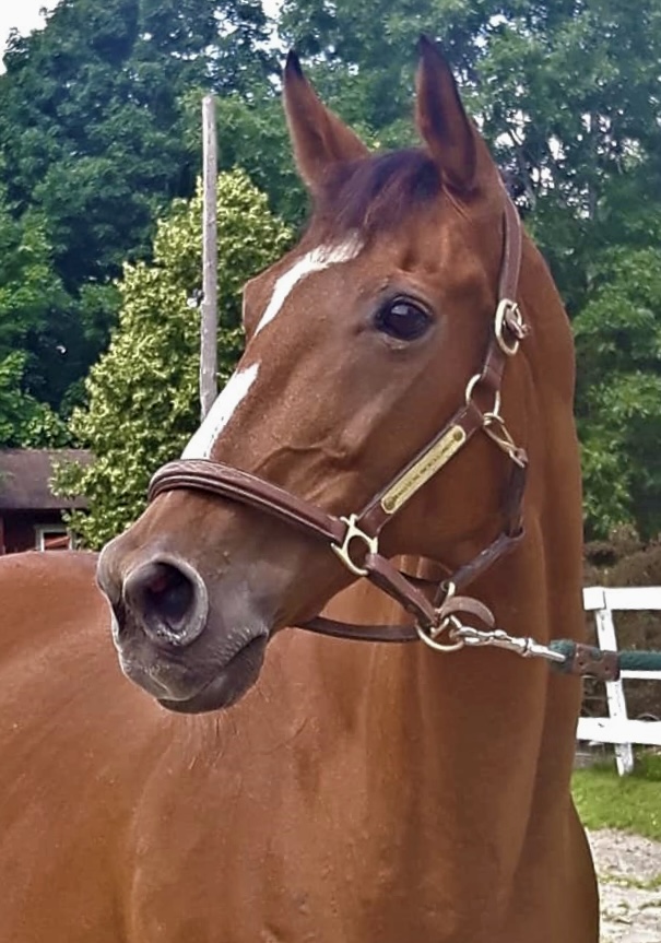 AfterFinishLine's tweet photo. August Monthly Grant #1 Transitions Thoroughbreds-Canada. $3,875 for vaccines, dental, farrier trims & wormers for their 13 American bred &/or raced horses. #KYbred, #FLbred, #NJbred #ONbred. All live in sanctuary, btwn 18-22 years old, saved from kill buyers. Earned $6400-$113K. https://t.co/uv0WsGRCdX