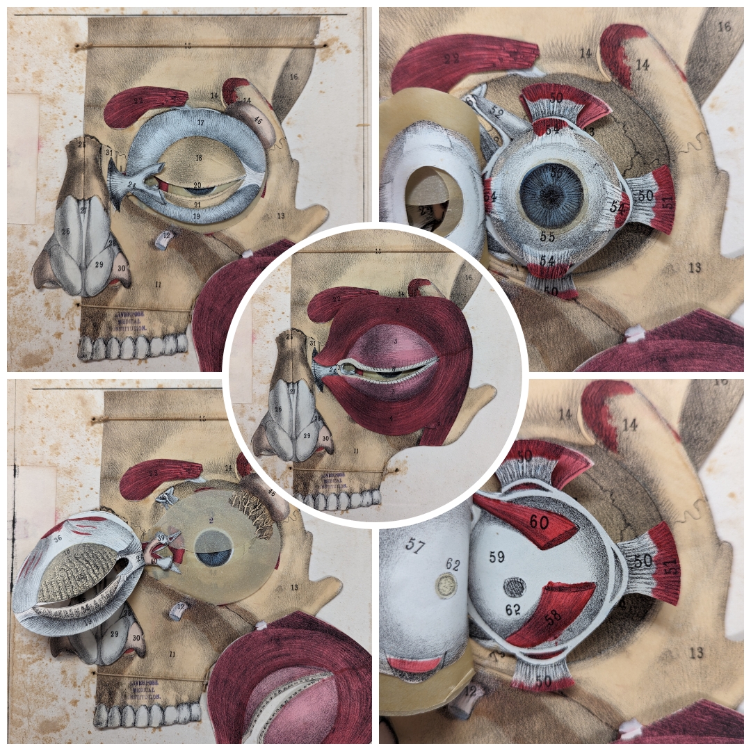 This week's treasure is an example of an anatomical flap book ('pop-up' book), you lift the flaps of paper to reveal the layers below. Physician Gustave Joseph Witkowski (1844-1923) produced a whole atlas of the human body this way. These illustrations are from Part IV : The Eye.