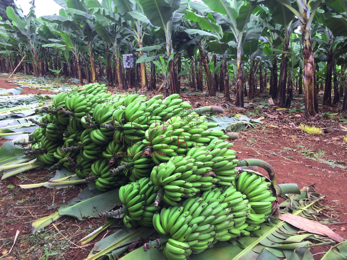 mauamazuri_tz's tweet photo. Punguzo la tsh 200 kwa miche yote utakayonunua msimu huu wa Nane Nane!
Weka Oda yako sasa ufaidike na ofa hii!
Kauli Mbiu 2023: "Vijana na Wanawake ni Msingi Imara wa Mifumo Endelevu ya Chakula”
#tissueculture #micheyamigomba #kimalindi #bananabusiness #kilimobiashara https://t.co/W8FZvZJI3s