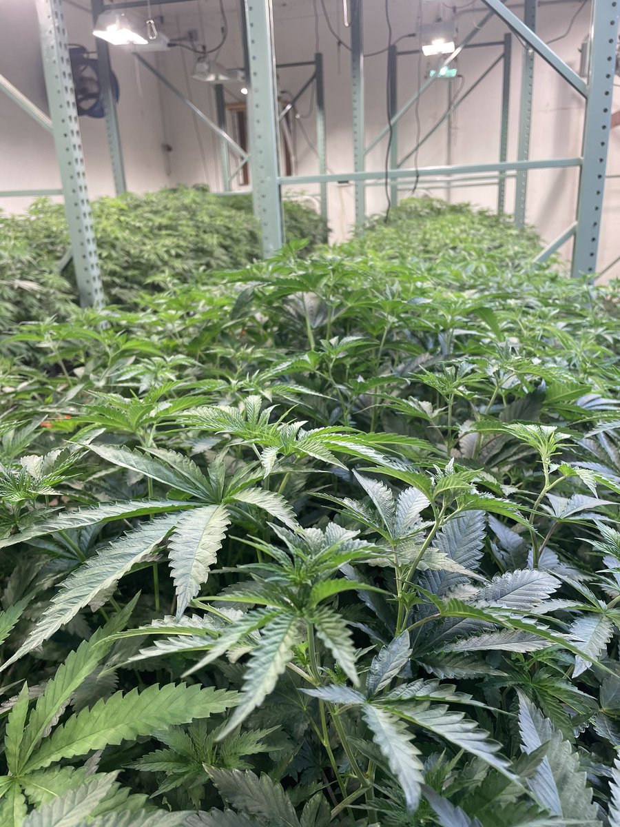 Just a few…..
#CannabisCommunity #CannabisCommunity #cannabisismymedicine 
#pheno #FLOWER #tomany