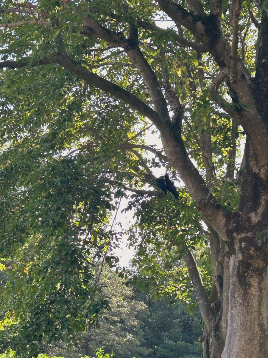 chen182sx's tweet photo. カラス🐦‍⬛の仲良し❤️ https://t.co/HnkrzETnPc