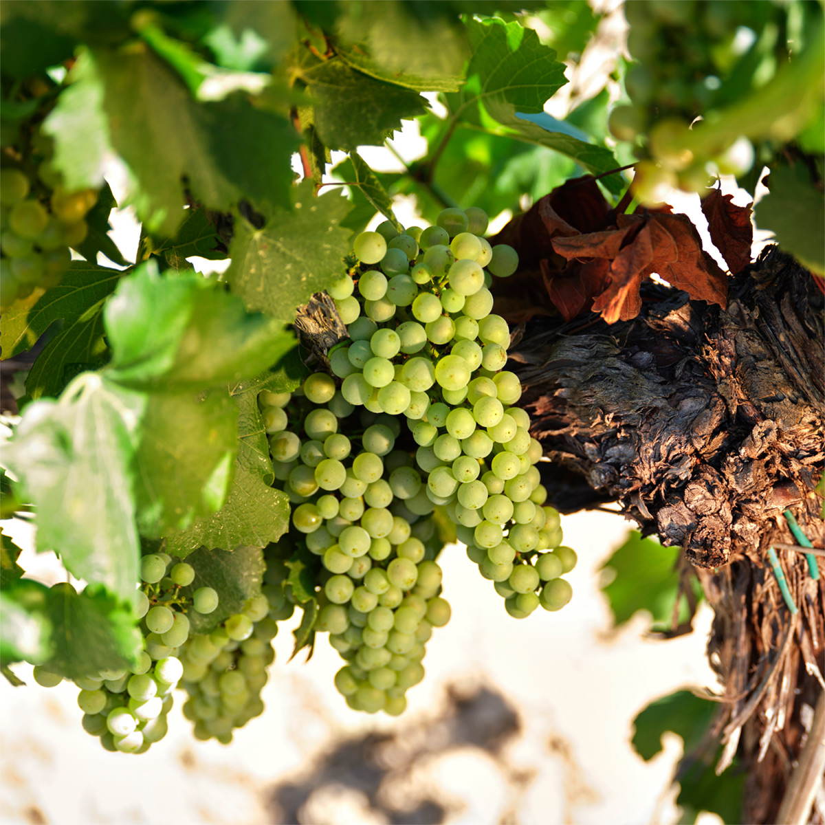 juveycamps's tweet photo. 🍇En Juvé &amp; Camps, iniciamos una de las etapas más importantes del ciclo de la vid: la vendimia.

🌳 Empezamos por los viñedos de Chardonnay de la finca de Can Font.
·
#juveycamps #JuvéStories #cava #cavalovers #viticultura #vendimia #uva #penedes #viñedos #viñedosecologicos https://t.co/arZp9nrFLW
