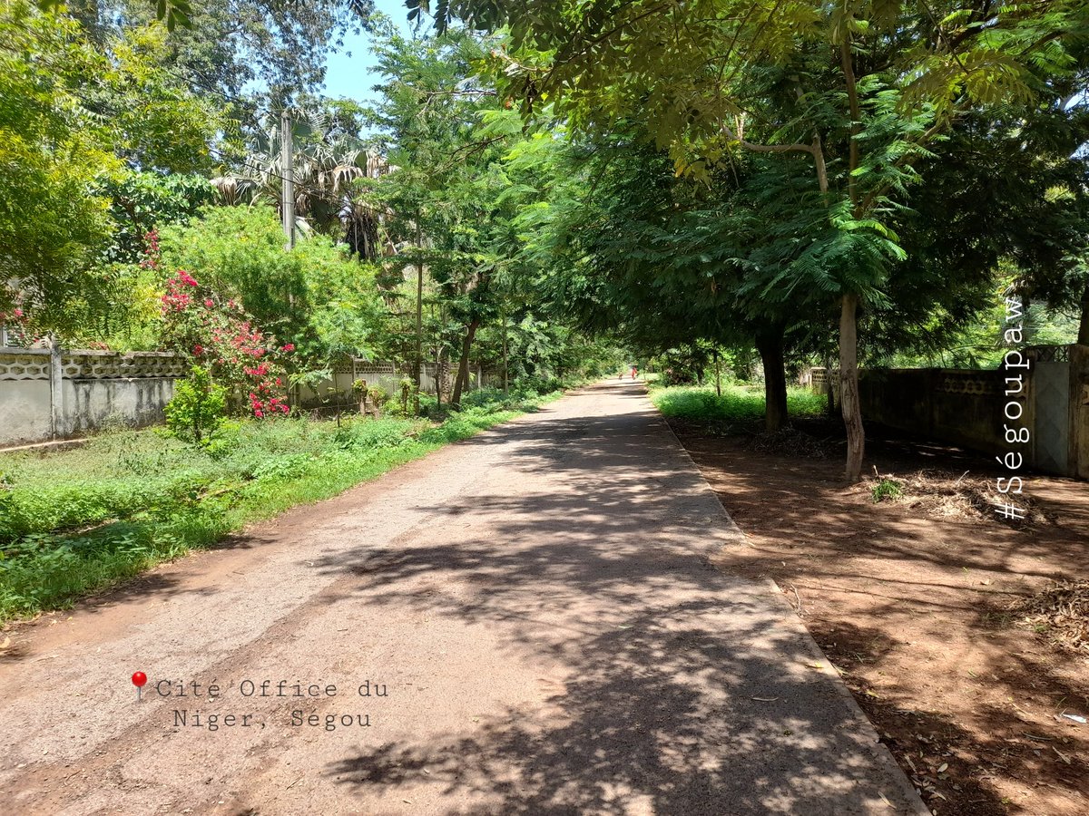 Dourasky's tweet photo. #Ségou est beau 🇲🇱 🇲🇱  la nature #Segovienne 🎊🎊✨️
#Ségoupaw #malimaigacom 
📍 Cité Office du Niger, Ségou https://t.co/wrGqJS9l44