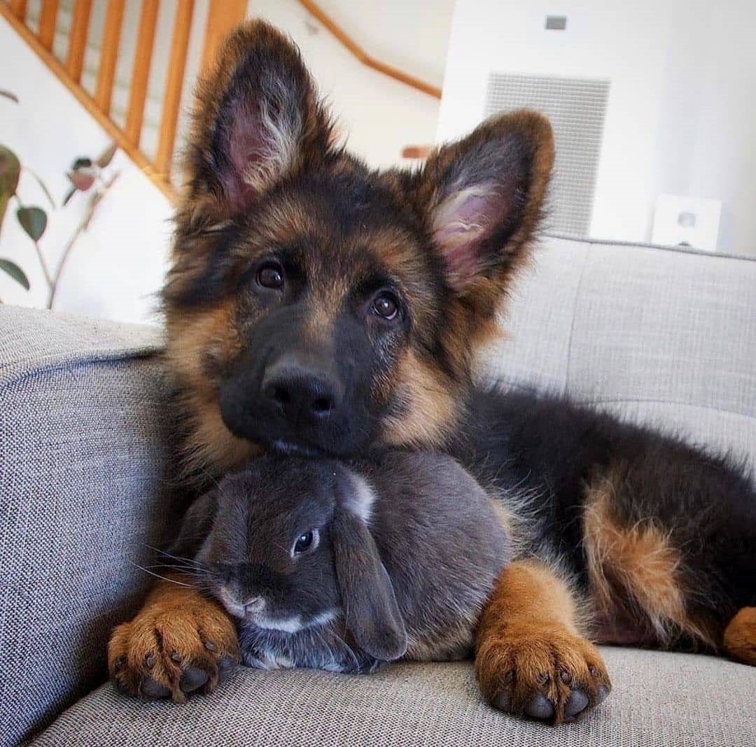 Gsd_Worlds's tweet photo. #germanshepherdrescue #germanshepherdpuppy #germanshepherdnation #germanshepherdfanpage #germanshepherdsofig #gsd #germanshepherdhusky #germanshepherddaily #germanshepherdcommunity #germanshepherdmom #germanshepherdclub #germanshepherddogs #germanshepherdsgsd #germanshepherds4 https://t.co/BKSH4hhnM4