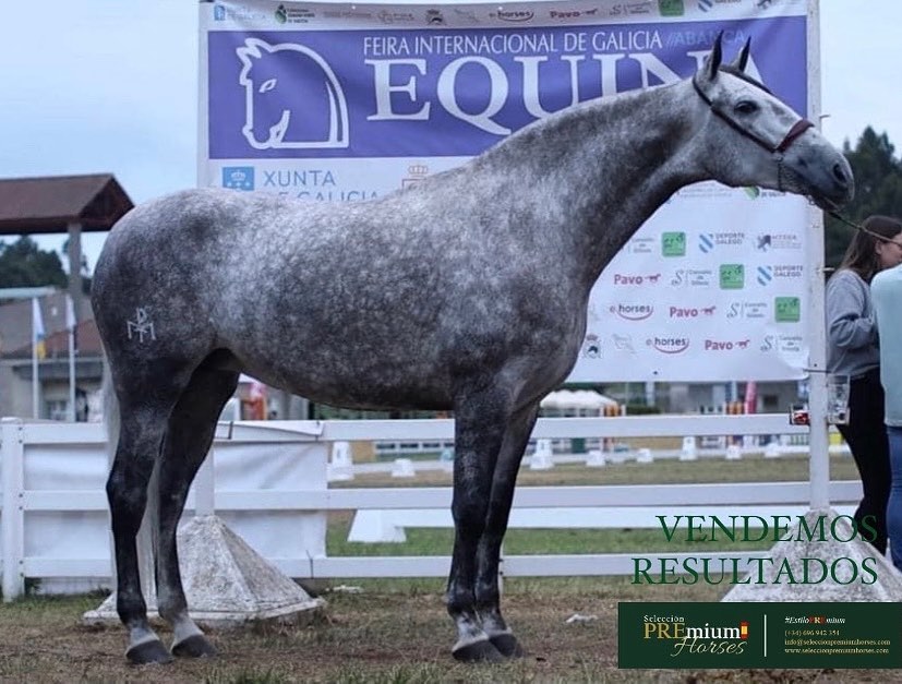 PREmium_Horses's tweet photo. NOBLEZA MATER🥉Equina 2023(⭐⭐⭐)
Tutelada por #PREmium
Propiedad de Ganadería Caridad del Cobre #Nicaragua
🐴#EstiloPREmium🇪🇸
📲(+34) 696 94 23 54
📩info@seleccionpremiumhorses.com
#seleccionpremiumhorses #concursomorfológico #purarazaespañola #caballoespañol #caballoPRE #PRE https://t.co/yUfD4g1J9B