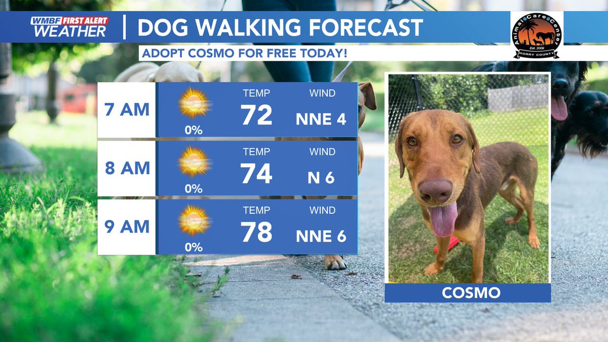 AndrewWMBF's tweet photo. Cosmo is our dog of the day &amp; is available to adopt today at the Horry County Animal Care Center! Head out the door this morning &amp; enjoy the cool temperatures. Cosmo is looking for his forever home &amp; would love to spend this wonderful day with you.  #scwx #ncwx #myrwx https://t.co/YBKE7vz3oj