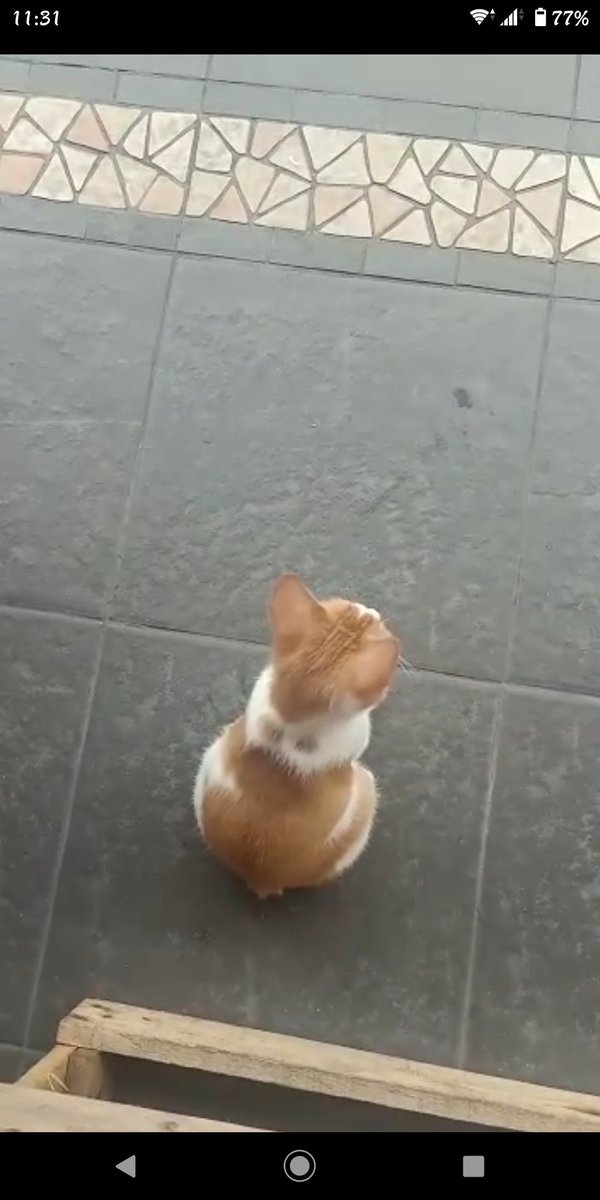 bienieth's tweet photo. @kochengfs KunaNobu, kucing nakal no buntut https://t.co/2aXQe8N8gK