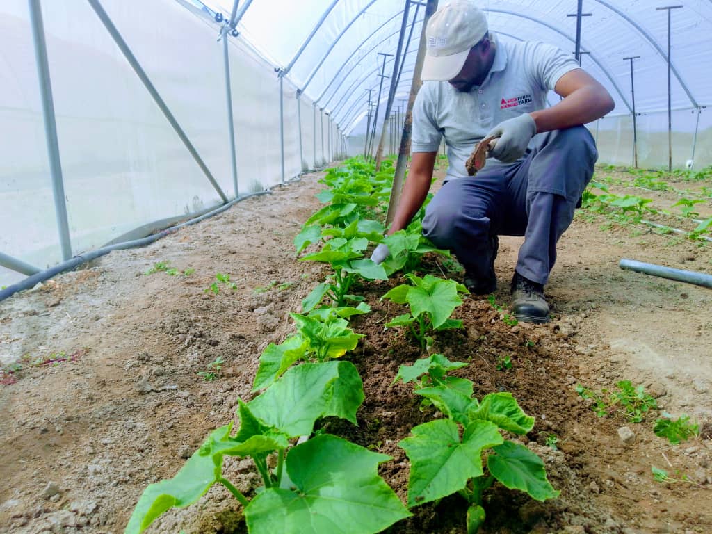 _futurefarm's tweet photo. There are a lot of reasons to control weeds. Weeds are unsightly, can interfere with harvest and carry crop pathogens or host damaging insect, and most importantly they rob a crop of it's full yield potential. It is very important keep your crop's free from weeds.
#fftuesdaytips https://t.co/AUOLaBUcD4