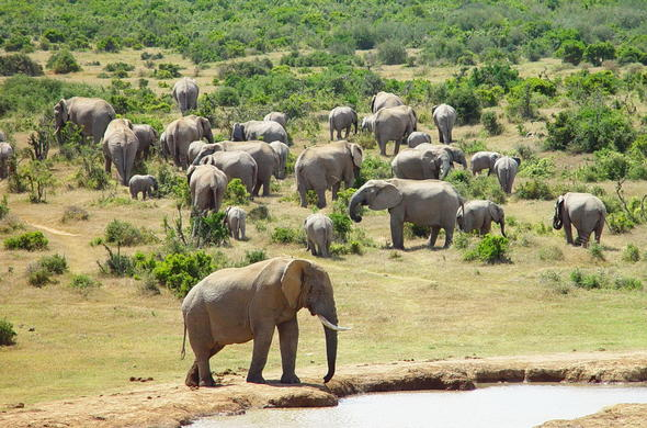 jaidey101's tweet photo. A2: I think all the MPAs i haven't visited are on my bucket list, but the Addo Elephant National Park is in my top 5. #MPAs #LetsTalkMPAs #MPADay https://t.co/Ap87OiKxlY
