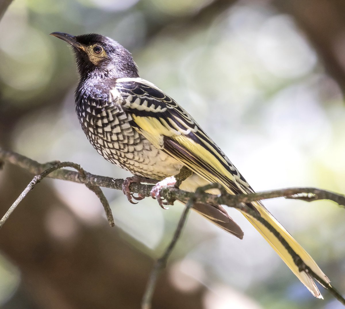 kirk_from_aves's tweet photo. Have you seen a Regent Honeyeater recently? New sightings of the critically endangered bird in NSW are giving conservationists hope! 🦜❤️

Photo: Ken Griffiths

#Aves #BirdProtection #BirdWatching #Birding #BirdPhotography #WildlifeConservation #Birds https://t.co/1pfSSJ1eRH
